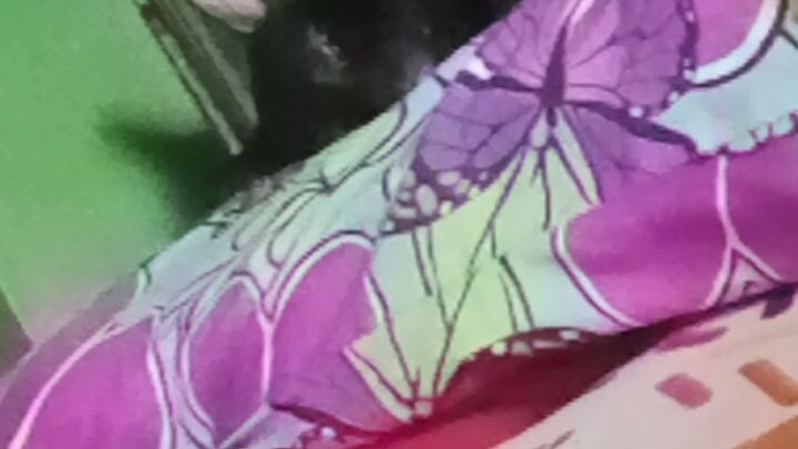 my cat