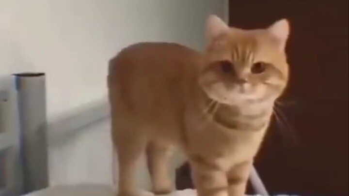 อาเว่ย เชิญเข้ามาดูคลิปแมวกัน