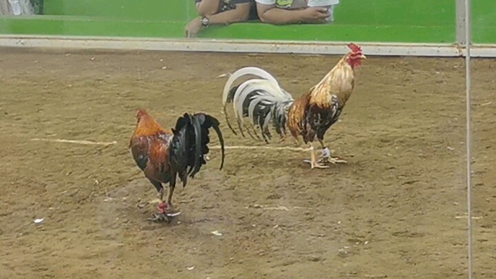 1st figth (full brother's) Golden dome🐓