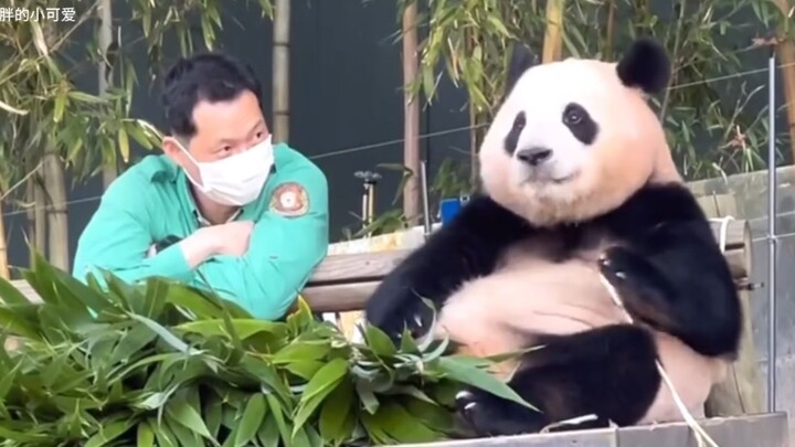 الجد سونغ لا يرى سوى فوباو في عينيه، ما أسعدها يا فوباو!