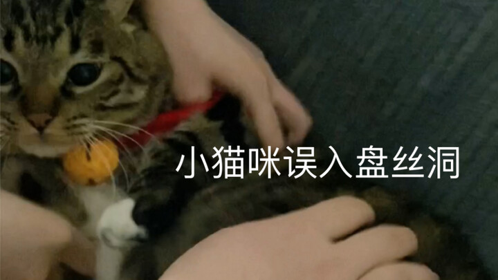 นี่คือความฝันสูงสุดของผู้ชายทุกคนหรือเปล่า?