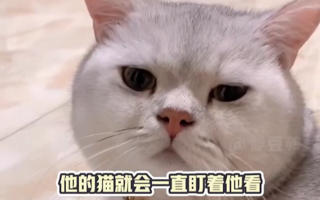 القط: أنا أستمع تمامًا ~ #قطط