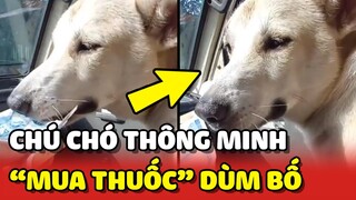 Chú chó đi mua "THUỐC LÁ" dùm bố rất CHUYÊN NGHIỆP khiến mọi người ngỡ ngàng 😂 | Yêu Lu