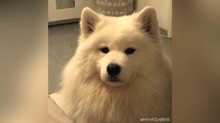 عندما تكون تأكل... [ساموي MAYA]