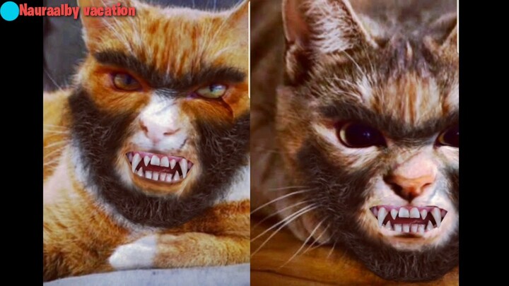 Kucing lucu berubah menjadi serigala