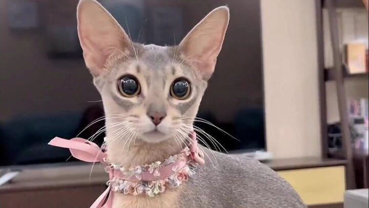 Kucing Abisinia kecil yang sangat anggun