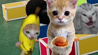 Kucing pisang jatuh di waktu istirahat, tetapi tidak menangis