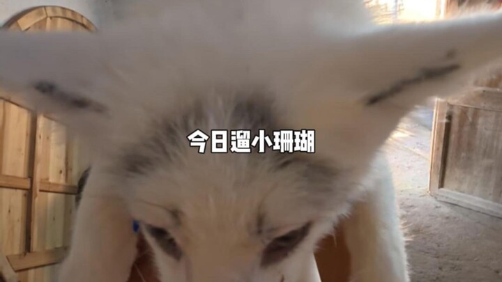 แม่ลูกวัวแท้หรือปลอม...