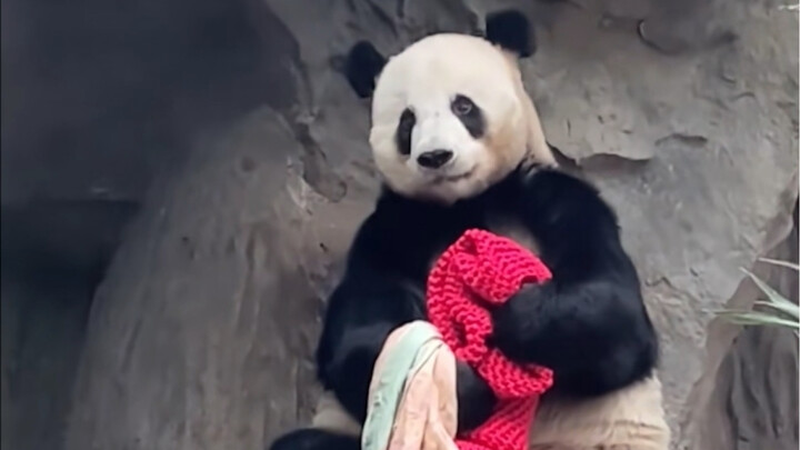 Meng Da looks like he’s been kicked out by his wife!