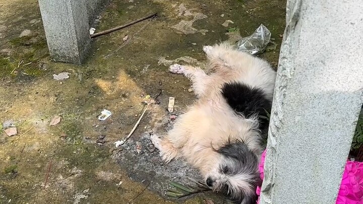 Zhongbao, who guarded his owner’s grave for two years and has been at the base for over a year, has 