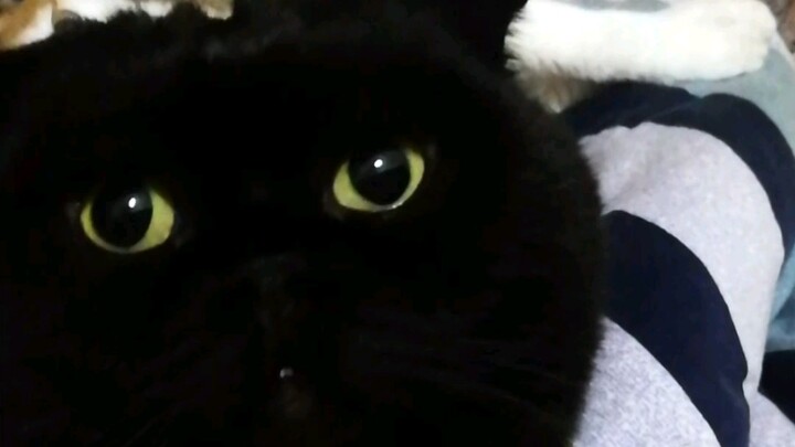 Bagaimana cara membuktikan bahwa ada seekor kucing yang hanya melihatmu di matanya!