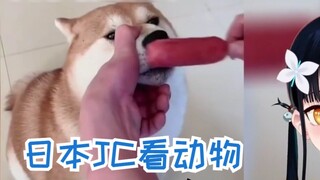 [Stasiun B ditempatkan di VUP] Gadis Jepang menonton "Aku bukan manusia, kamu adalah anjing" [Eight 