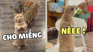 Chiếc mèo xin ăn dễ thương hết nấc 😘  | Pets TV