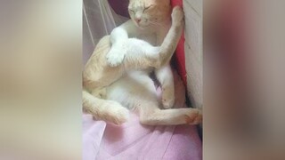 con mè cái nết ngủ 🐱🐱🐱🐱😂😂😂pet meocute cat meo