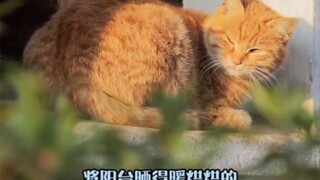 This must be the definition of diligence in the cat world, huh?