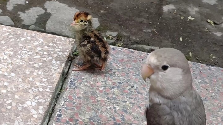 The little quail mistook the little parakeet for its mom, and both were very nervous at their first 
