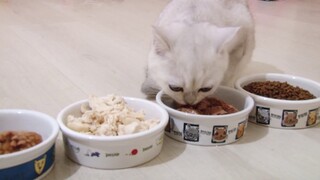 What do my kittens like to eat? | Dry and wet food for cats | How I feed my kittens