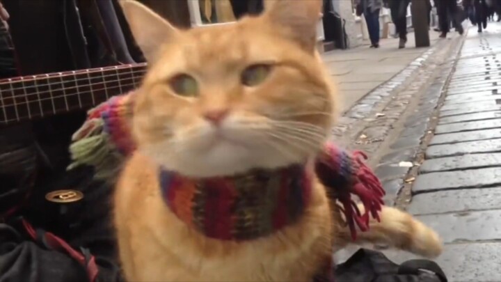 Kenangan Indah di Balik Kisah Nyata Film Kucing Jalanan Bob