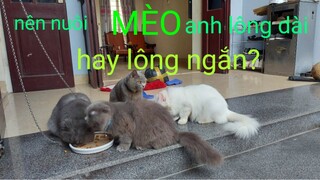 Những đặc điểm  khác nhau  giữa  mèo Anh lông ngắn và Anh lông dài.  Bạn quết định nuôi loại nào ?