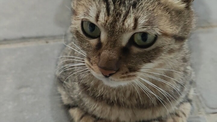 The ultimate luxurious cat from my relative’s family—anyone who doesn’t love it must be a saint!