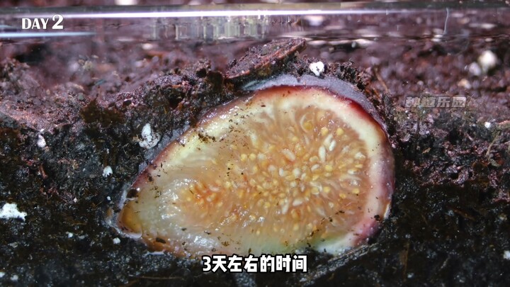 What happens if you bury a whole fig slice in the soil? Will figs still grow?