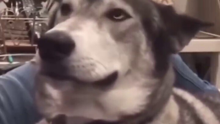 سلسلة يوم واحد بدون مشاهدة يجعلك تشعر بالضيق! ملخص فيديوهات مضحكة، تقييم Douban 244