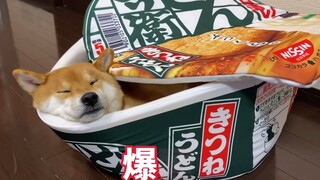 日清送给阿柴的礼物，日本网友：这个比广告好看！！