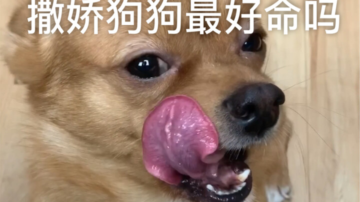 Are cute, cuddly dogs the luckiest?
