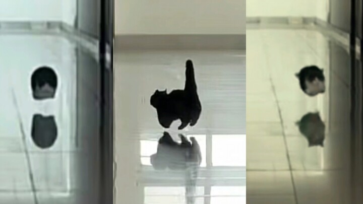 Bao Bao, kamu adalah kereta magnet levitasi!!!