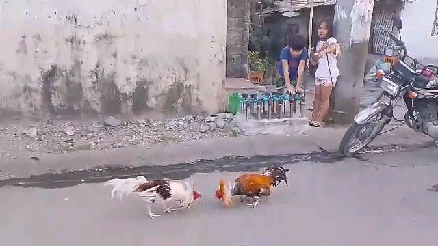 6 month old whitechoco spar