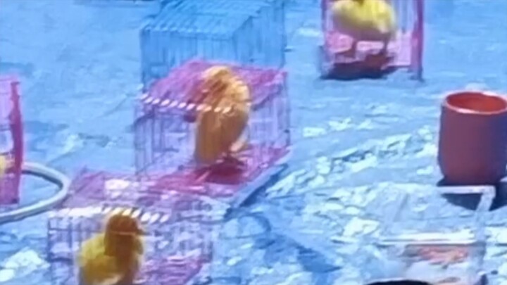 I actually really liked ring toss…