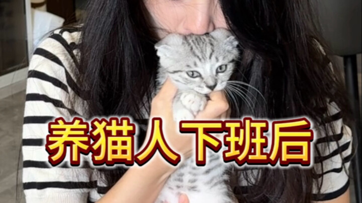 Beginilah suasana pulang kerja para pemilik kucing