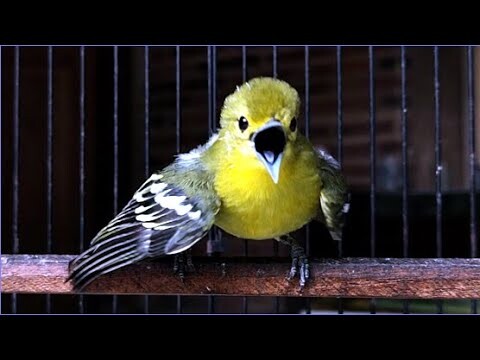 Burung Sirtu Cipoh Paling Gacor Narung || VS Jantan Dan Betina