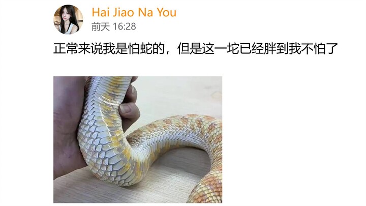 On TikTok overseas, I’d normally be scared of snakes, but this chubby fellow has made me fearless.