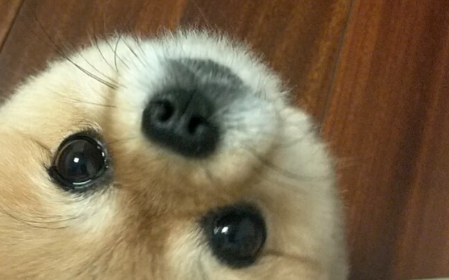 Pat the puppy’s head, and you’ll never have a care in the world.