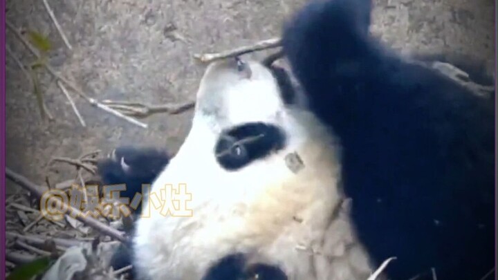 เสี่ยวฟู่ว่านหยิบกิ่งไม้เล่นอยู่ทั้งวัน ทำไมถึงมีคนใจร้ายเอาน้ำสาดใส่เธอแบบนี้!