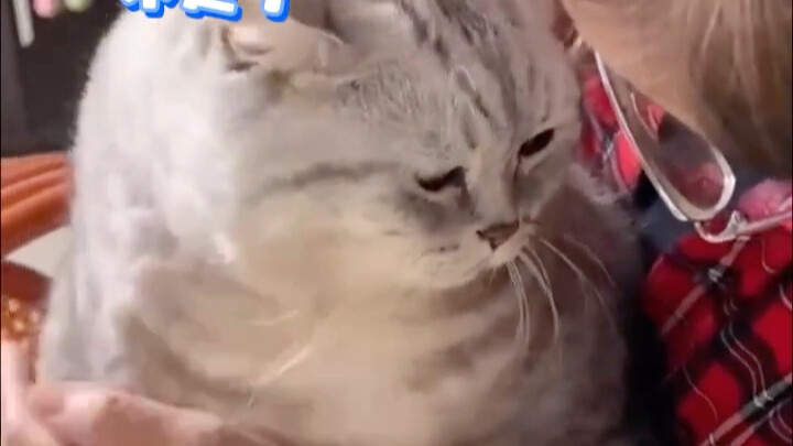 Memberi kue pada kucing...