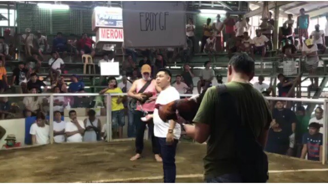 1loss 1win tayo 2cock derby. 1st fight loss si boss sonny nagbitaw. @NoveletaCockpit @EboyGameyard