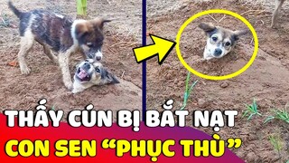 Thấy Boss nhà mình bị chó hàng xóm BẮT NẠT, anh Sen liền nghĩ 'TUYỆT CHIÊU' để phục thù 😅 | Gâu Đần