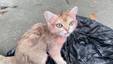 A abused and abandoned poor cat