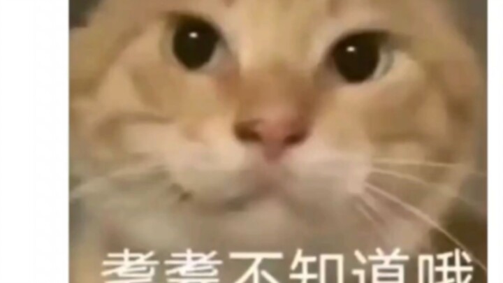 With so many “cheeky cats,” why is it only Mao Die that’s been turned into memes and become such a h