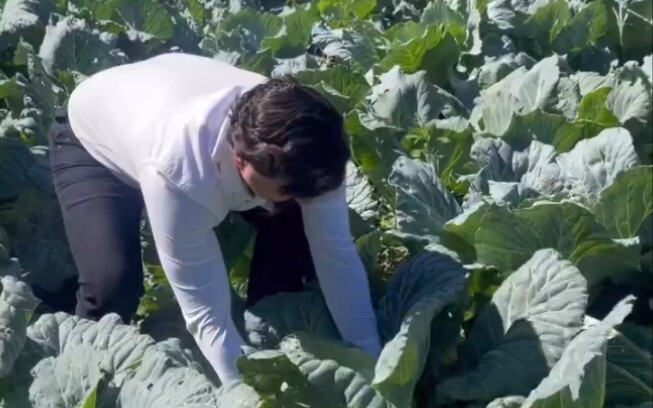 Salvo’s Giant Greens