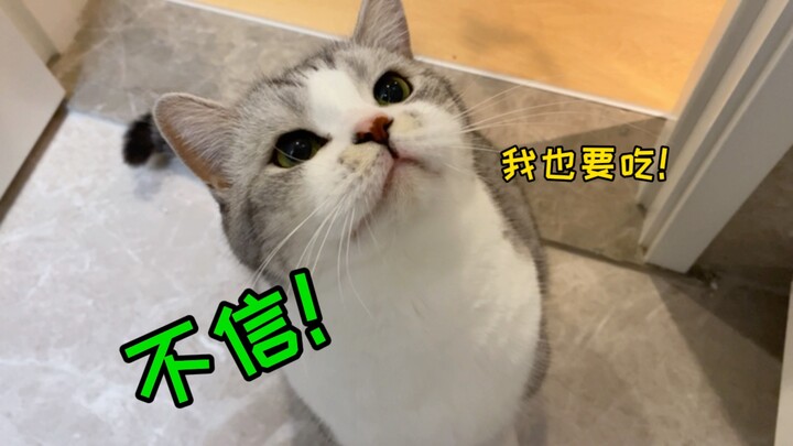 แมวไม่ไว้ใจคุณมันเป็นยังไง? ตรวจงาน! มันคอยแต่คิดว่าฉันแอบกินของมันอยู่…