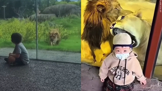 萌虎看多了，怕孩子们误会！来看看动物园里的顶级掠食者