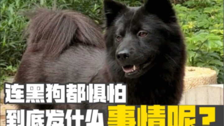 Even the Five Black Dogs suddenly became afraid—what on earth happened?