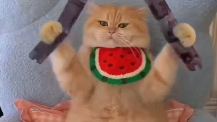 Do people all over the world love cute little kittens?