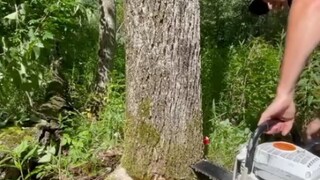 What is the correct way to cut down a tree?