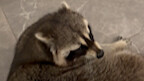 This raccoon is really fat.