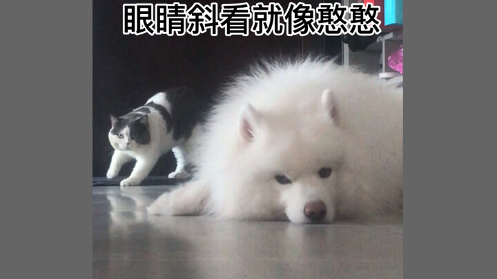 You must get a silly and adorable Samoyed!