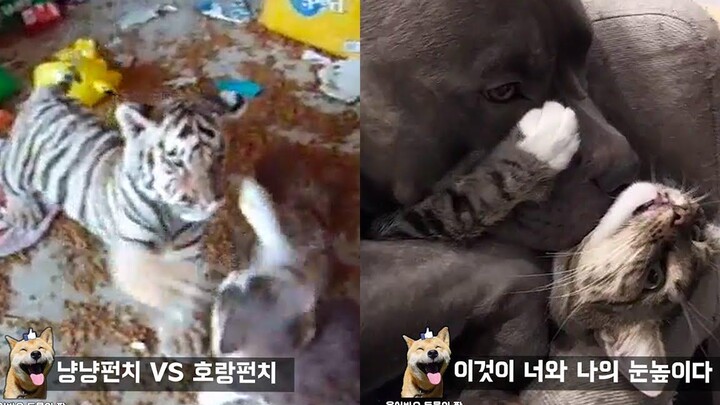 ทำไมคุณไม่ควรเลี้ยงเสือกับแมวด้วยกัน Funny Animal Meme